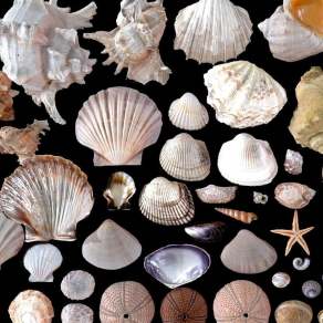 现代贝壳3D模型下载